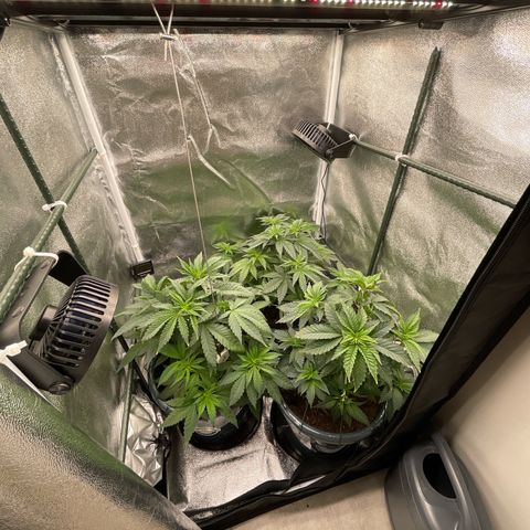 Feminised OG Kush growlog timeline photo