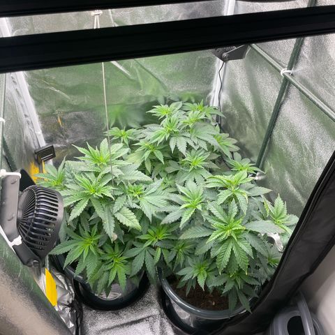 Feminised OG Kush growlog photo: RestDay 