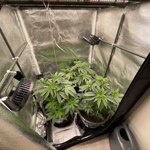 Feminised OG Kush growlog timeline photo