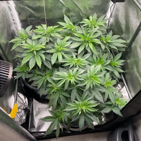 Feminised OG Kush growlog photo: Im Zelt wir langsam eng, eventuell gebe ich eine Pflanze ab 