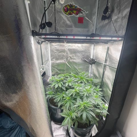 Feminised OG Kush growlog photo: Im Zelt wir langsam eng, eventuell gebe ich eine Pflanze ab 