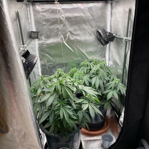 Feminised OG Kush growlog photo: Eine Pflanze abgegeben, da es leider zu eng wurde 