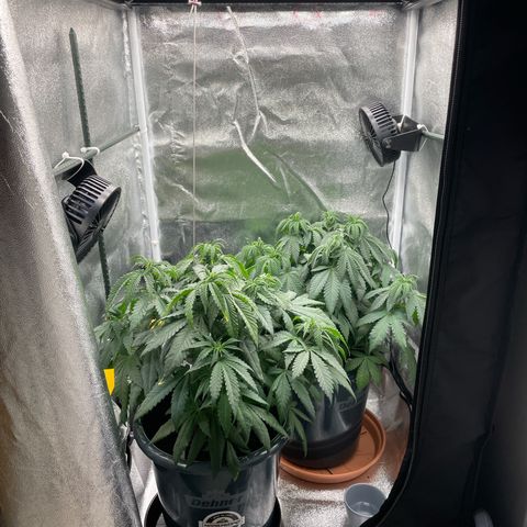 Feminised OG Kush growlog timeline photo
