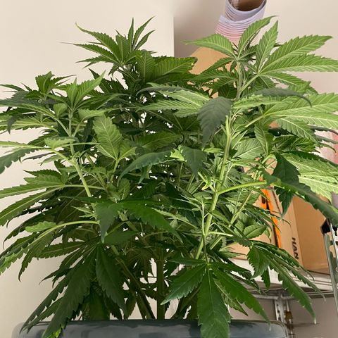Feminised OG Kush growlog timeline photo