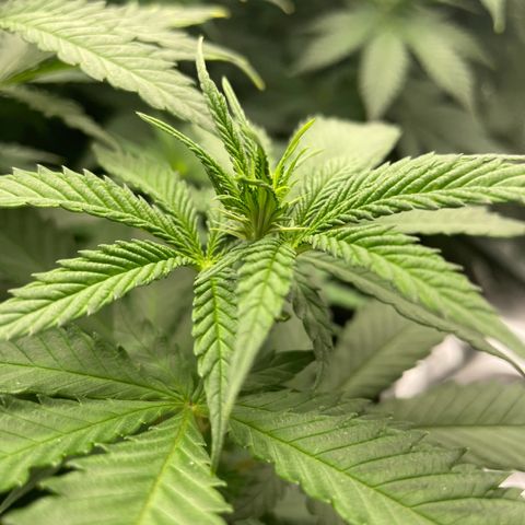 Feminised OG Kush growlog timeline photo