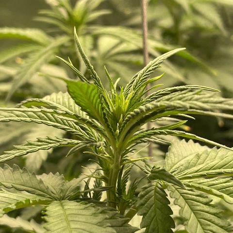 Feminised OG Kush growlog timeline photo