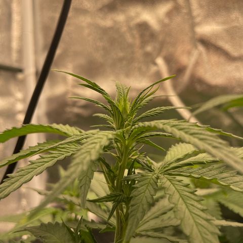 Feminised OG Kush growlog timeline photo