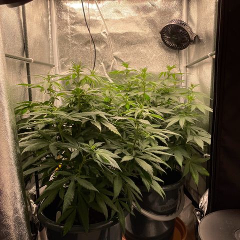 Feminised OG Kush growlog timeline photo