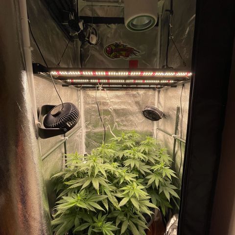 Feminised OG Kush growlog timeline photo