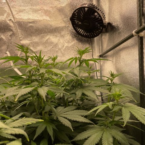 Feminised OG Kush growlog timeline photo