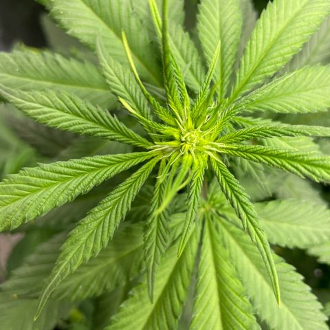 Feminised OG Kush growlog timeline photo