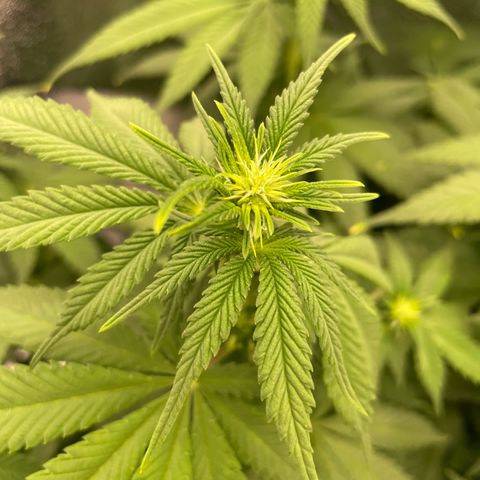 Feminised OG Kush growlog timeline photo