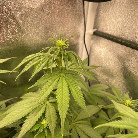 Feminised OG Kush growlog timeline photo