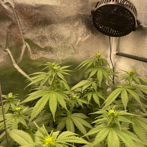 Feminised OG Kush growlog timeline photo