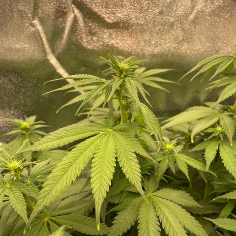 Feminised OG Kush growlog timeline photo