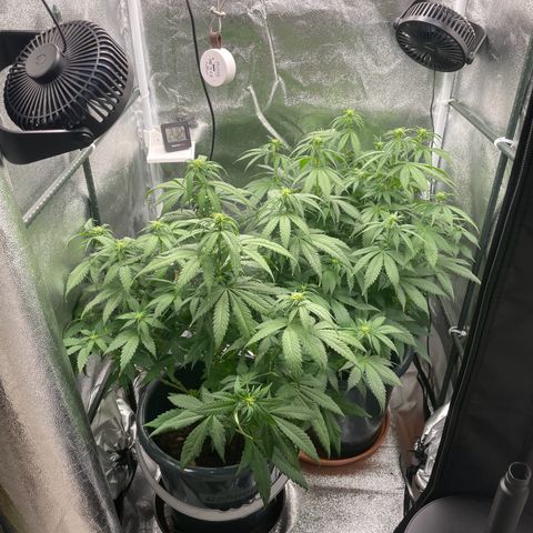 Feminised OG Kush growlog timeline photo