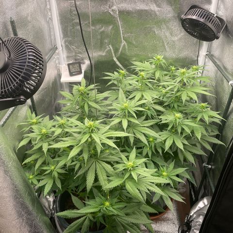 Feminised OG Kush growlog timeline photo