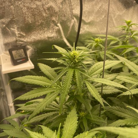 Feminised OG Kush growlog timeline photo