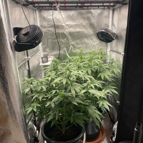 Feminised OG Kush growlog timeline photo