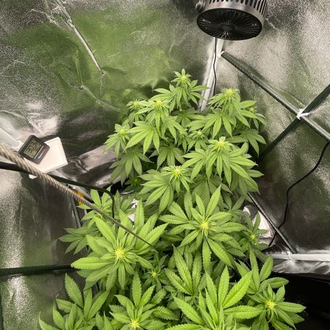 Feminised OG Kush growlog timeline photo