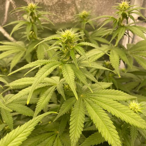 Feminised OG Kush growlog timeline photo