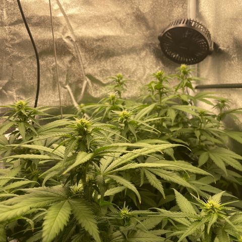Feminised OG Kush growlog timeline photo