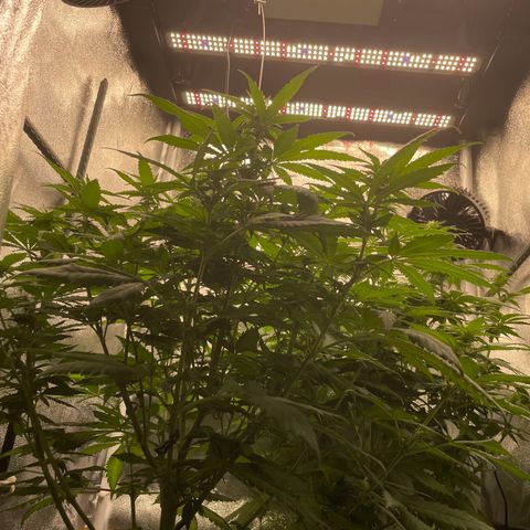 Feminised OG Kush growlog timeline photo