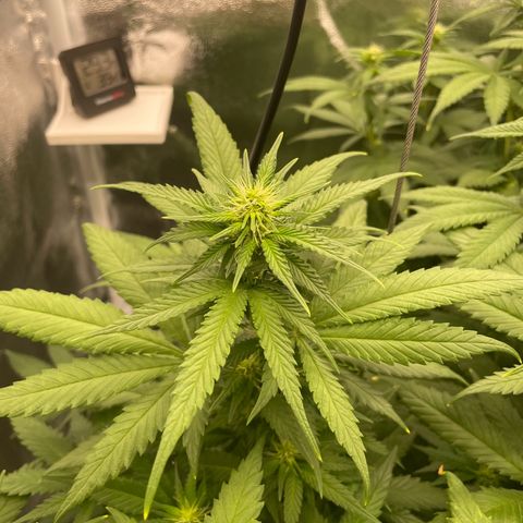 Feminised OG Kush growlog timeline photo