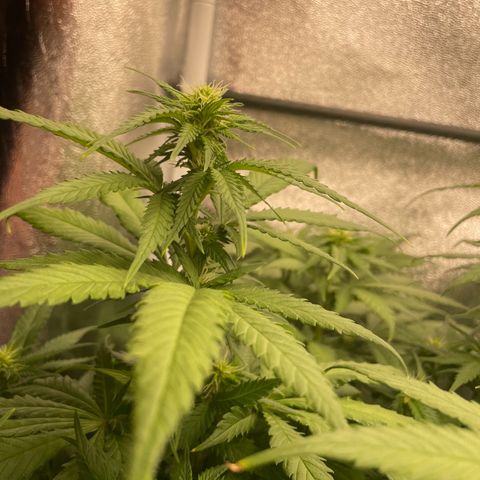 Feminised OG Kush growlog timeline photo
