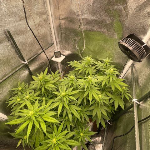 Feminised OG Kush growlog timeline photo