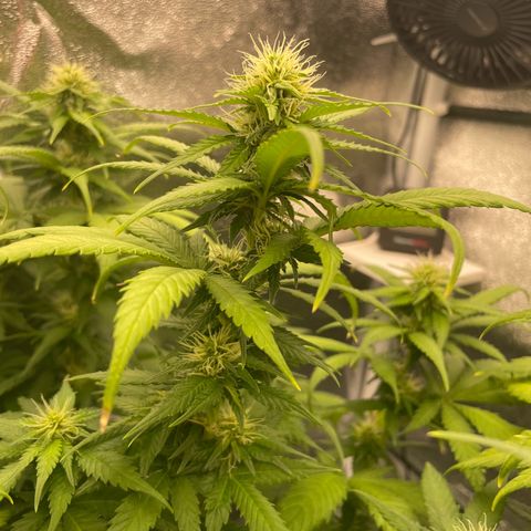 Feminised OG Kush growlog timeline photo