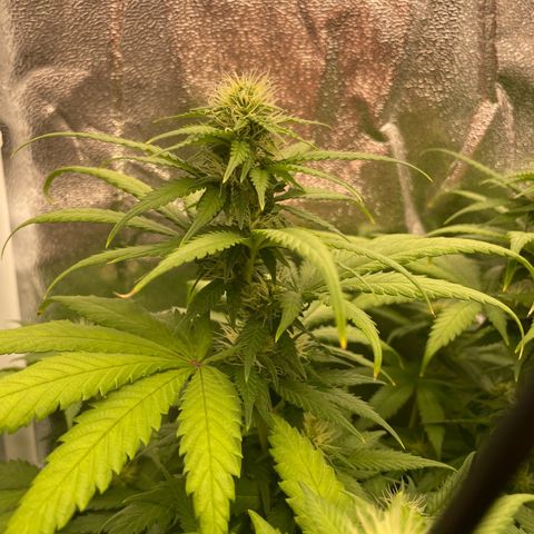 Feminised OG Kush growlog timeline photo