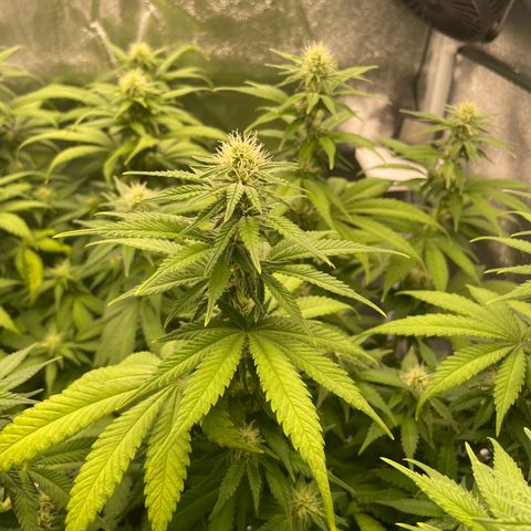 Feminised OG Kush growlog timeline photo