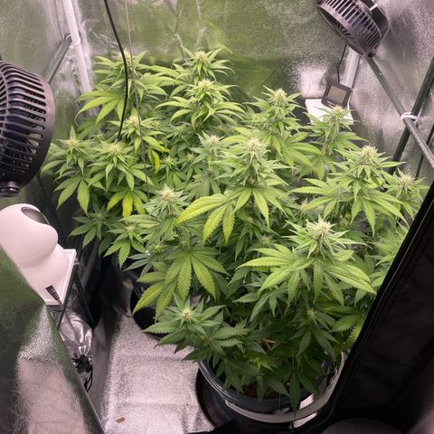 Feminised OG Kush growlog timeline photo