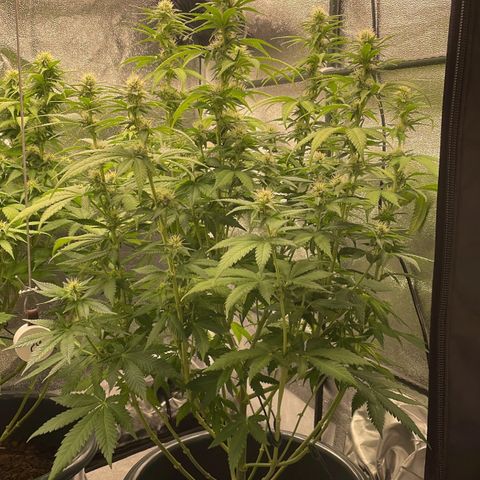 Feminised OG Kush growlog timeline photo