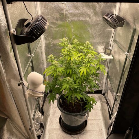 Feminised OG Kush growlog timeline photo