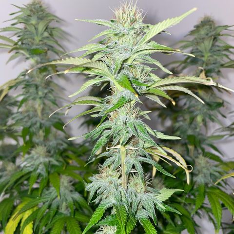 Feminised OG Kush growlog timeline photo