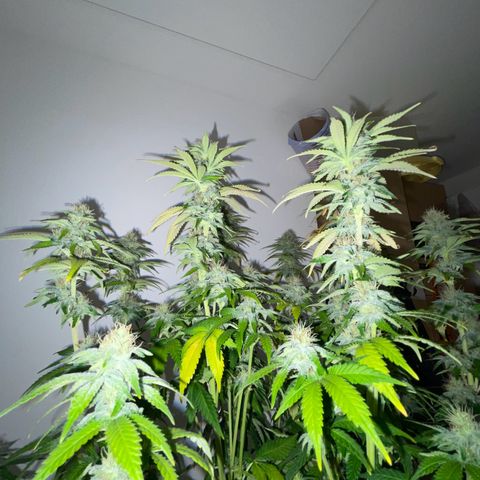 Feminised OG Kush growlog timeline photo