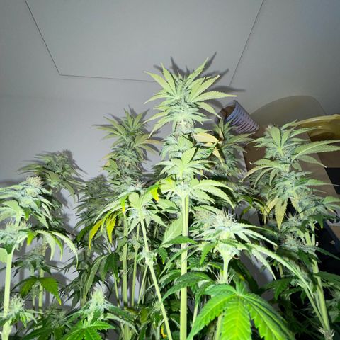 Feminised OG Kush growlog timeline photo