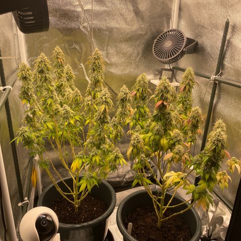 Feminised OG Kush growlog photo: 1 Woche bis zur Ernte 