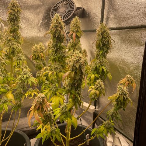 Feminised OG Kush growlog timeline photo