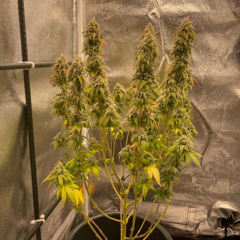 Feminised OG Kush growlog timeline photo