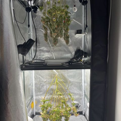 Feminised OG Kush growlog timeline photo