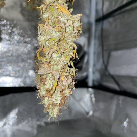 Feminised OG Kush growlog timeline photo