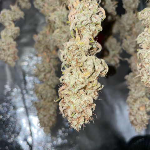 Feminised OG Kush growlog timeline photo