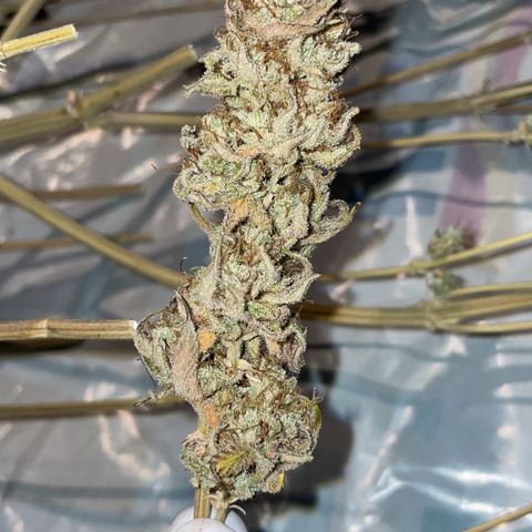 Feminised OG Kush growlog timeline photo