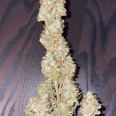 Feminised OG Kush growlog timeline photo