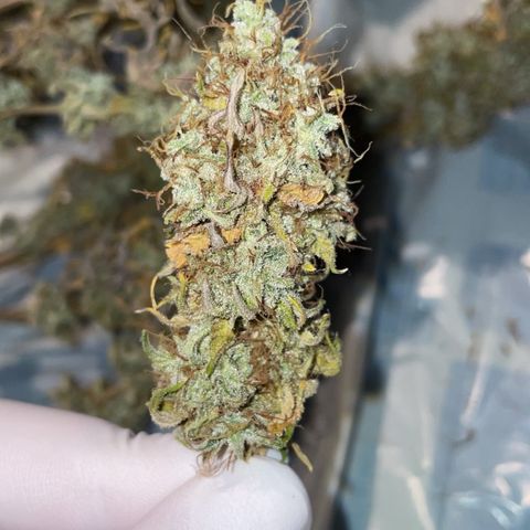 Feminised OG Kush growlog timeline photo