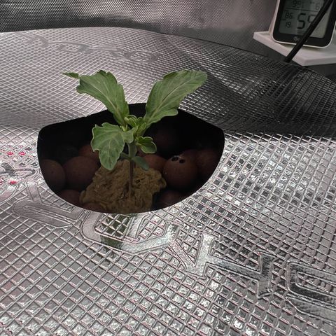 ILGM Blue Dream Auto growlog timeline photo