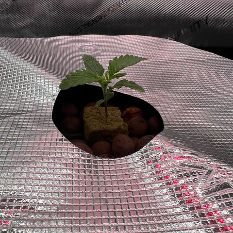 ILGM Blue Dream Auto growlog timeline photo
